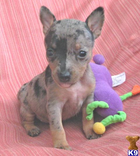 Rat Terrier Puppies